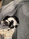 Eightball - Photo 2