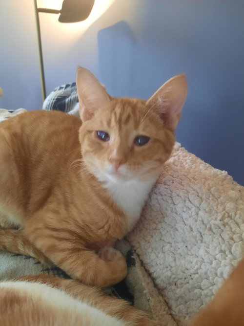 picture of the cat needing adoption