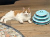Frankie - Photo 2