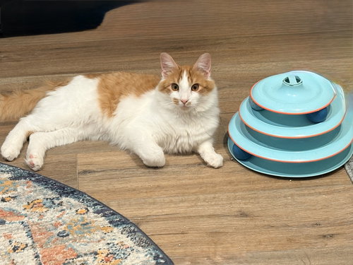 FRANKIE - Domestic Medium Hair available for adoption