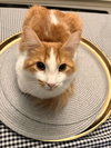 Frankie - Photo 3
