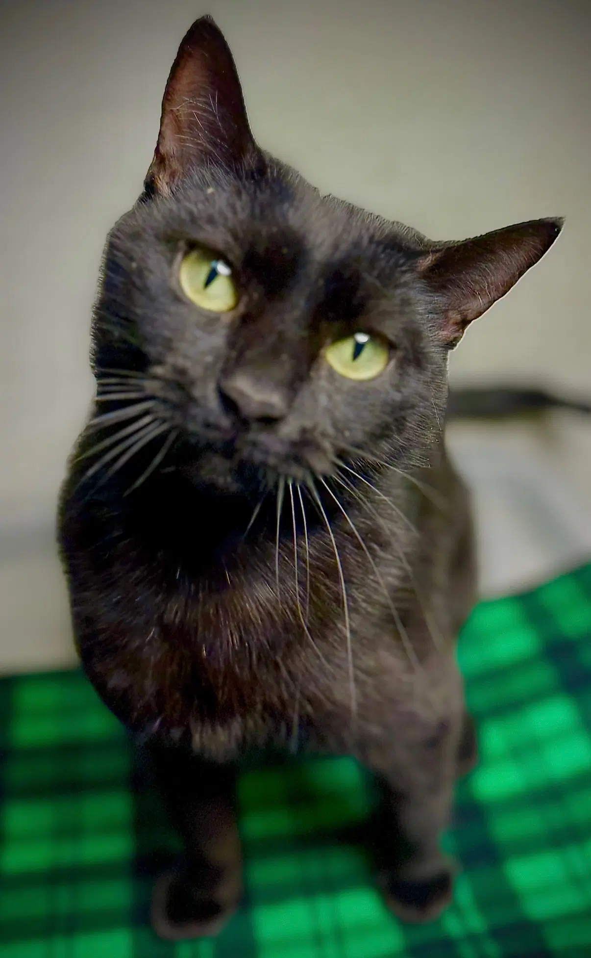 Leandria - Domestic Short Hair
