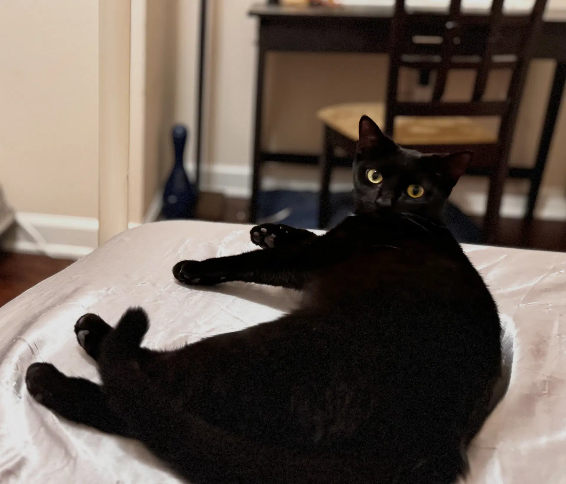 Loisa - Domestic Short Hair