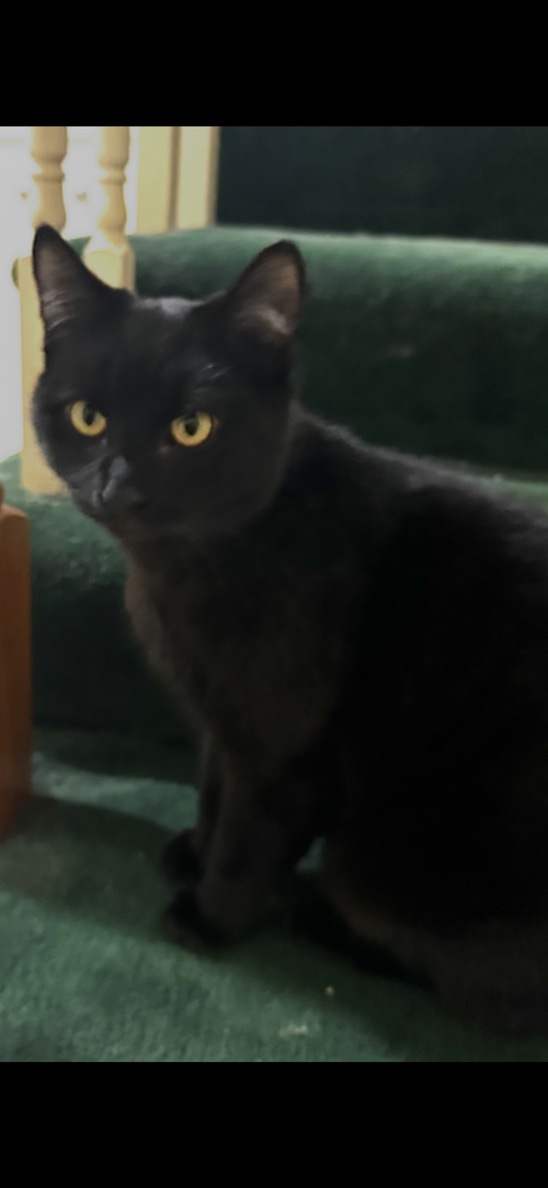 LODEN - Domestic Short Hair available for adoption