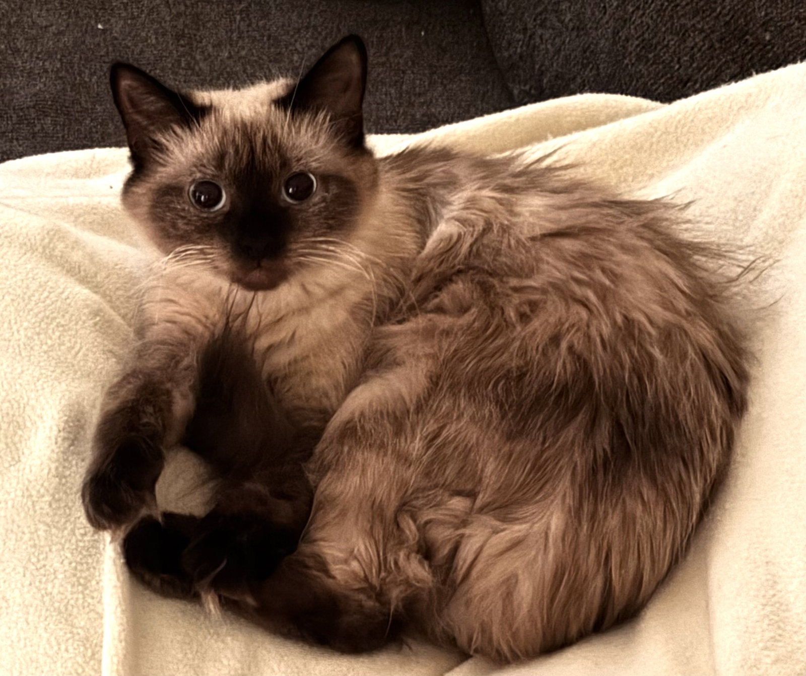 Tilly