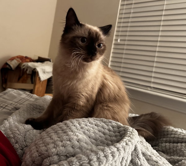 Tilly