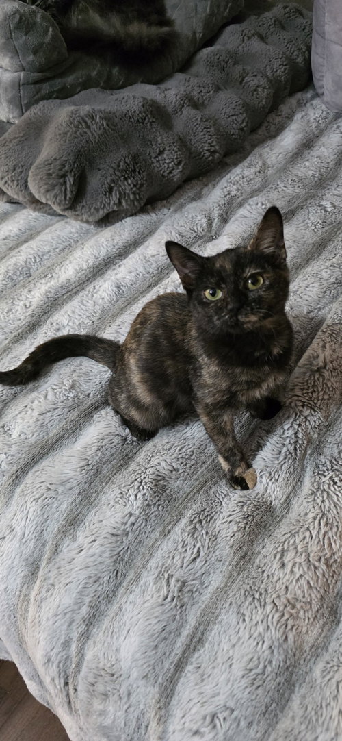 ZELL - Domestic Short Hair available for adoption