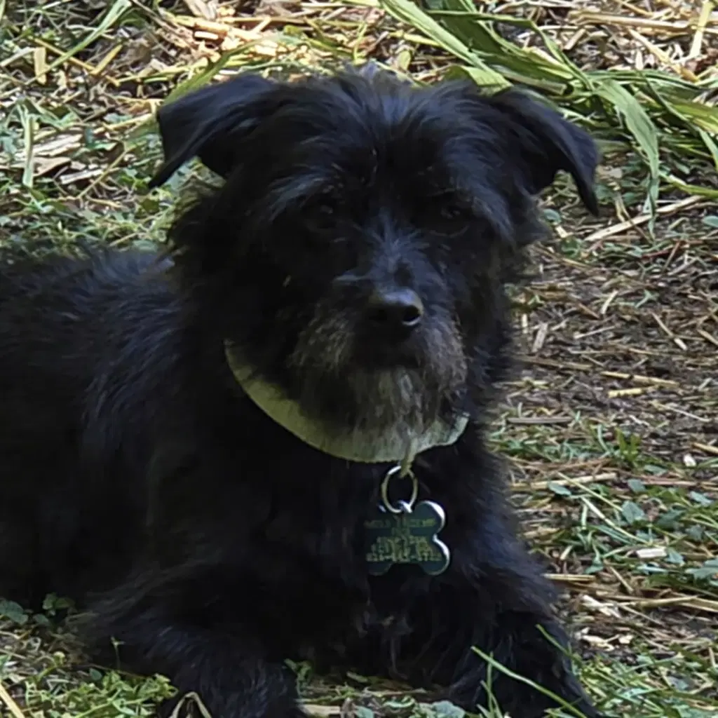 Walnut - Maltese