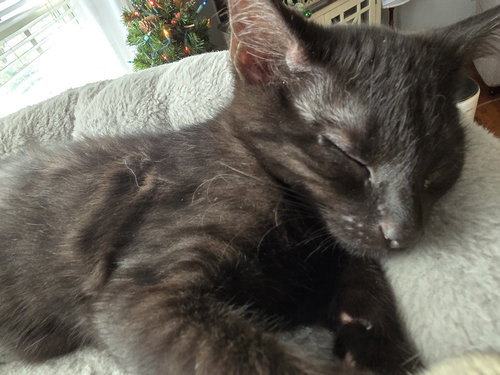 BREW - Domestic Short Hair available for adoption