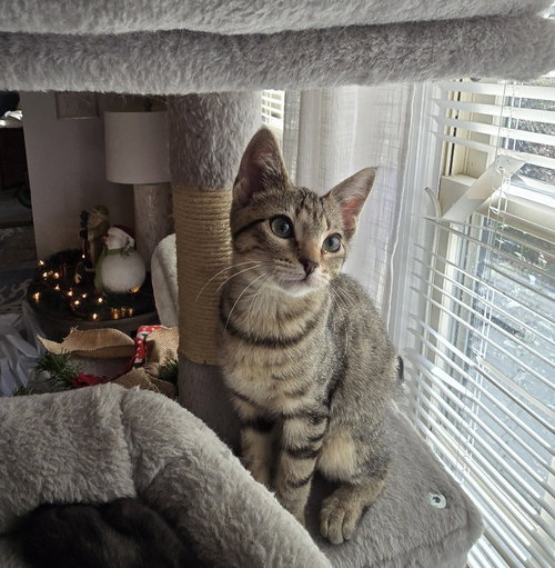 HAZEL - Domestic Short Hair available for adoption