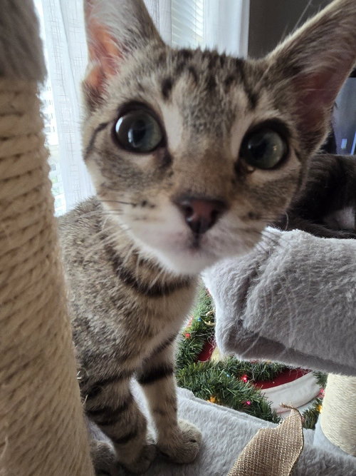 HAZEL - Domestic Short Hair available for adoption