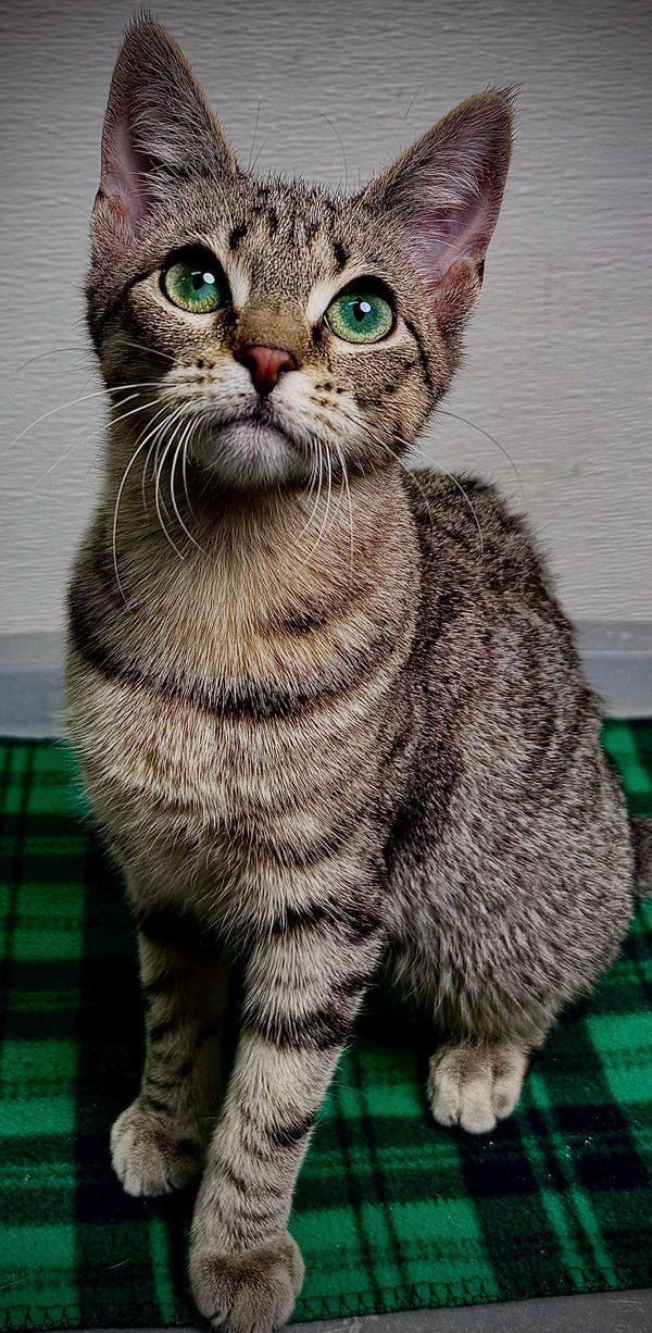 Hazel
