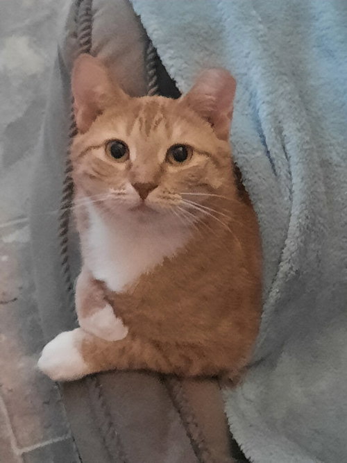 picture of the cat needing adoption