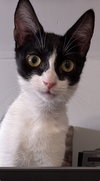 Evie - Photo 1