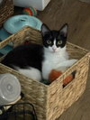Evie - Photo 2