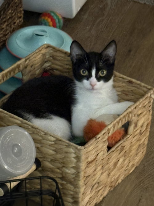 EVIE - Domestic Short Hair available for adoption