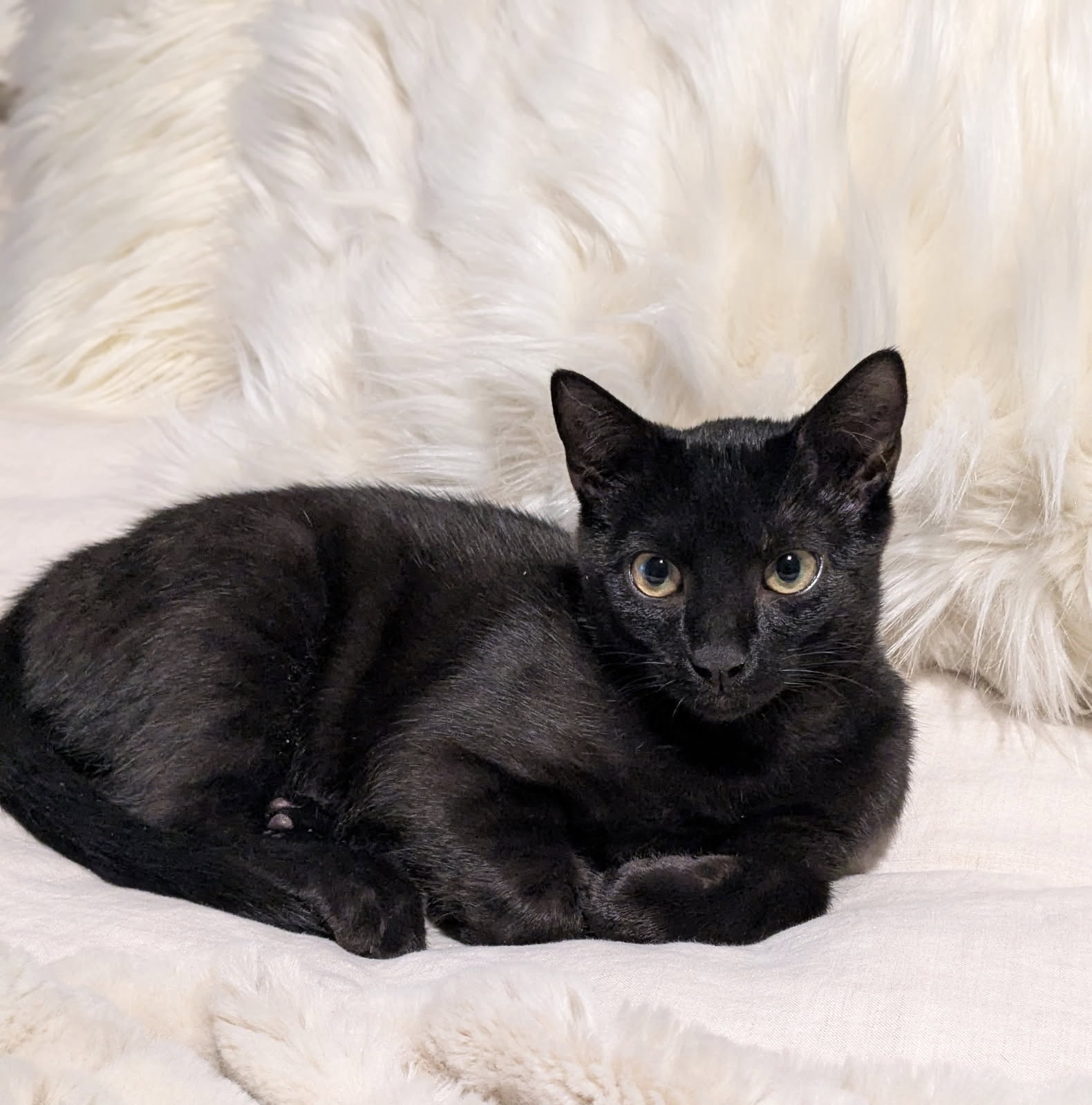 Salem Image