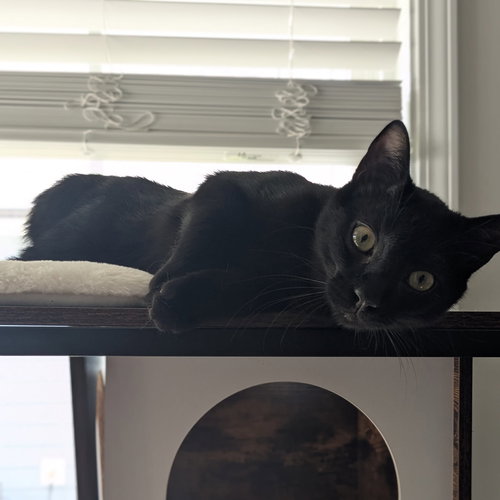 SALEM - Domestic Short Hair available for adoption