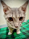 Vincent - Photo 1