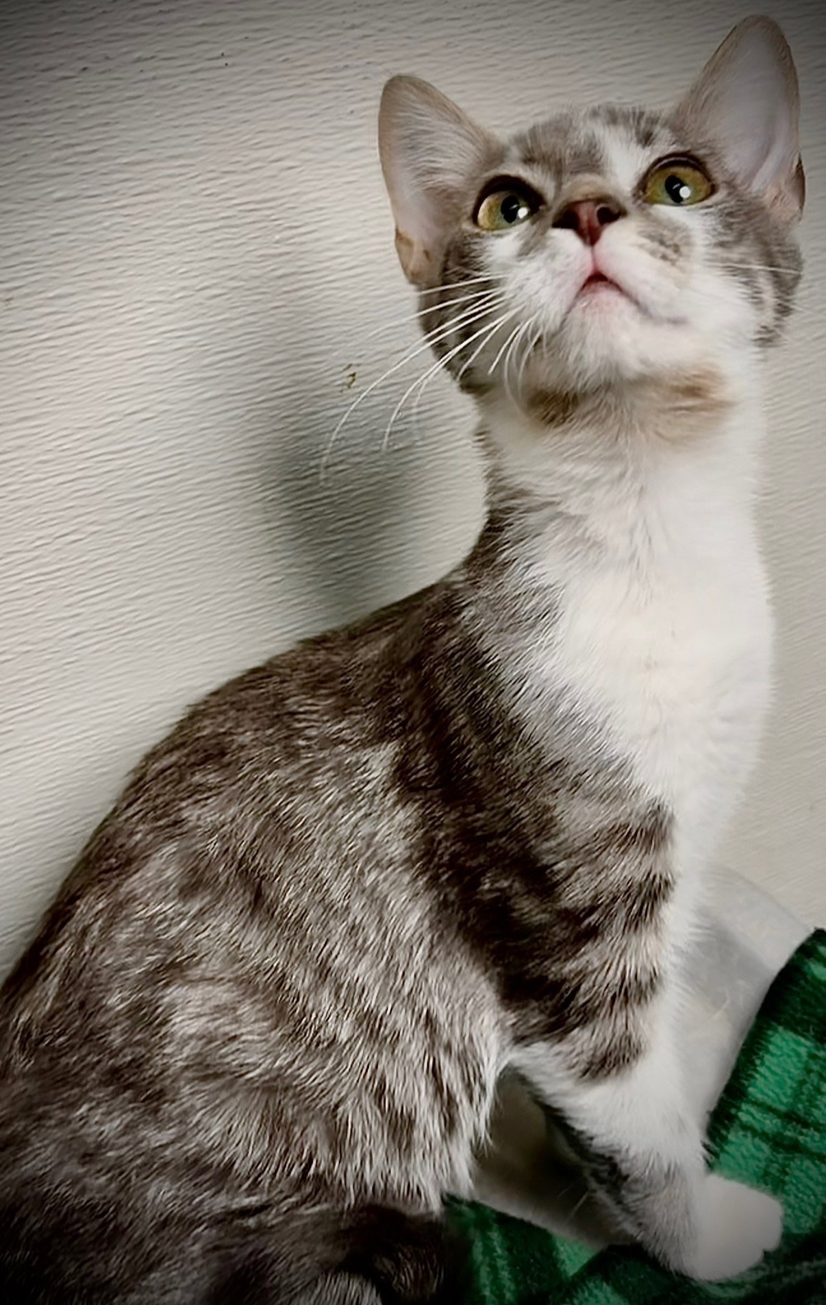 Nimbus