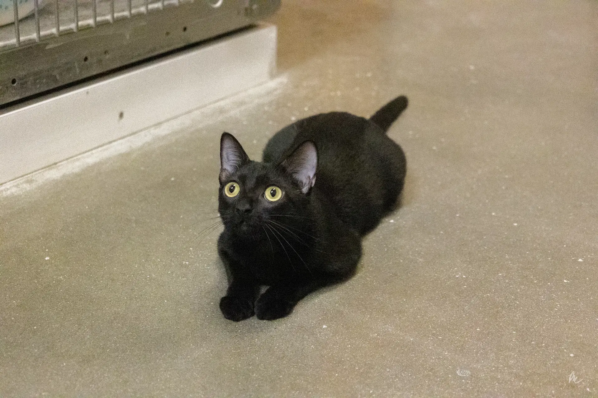 Posh - Domestic Short Hair