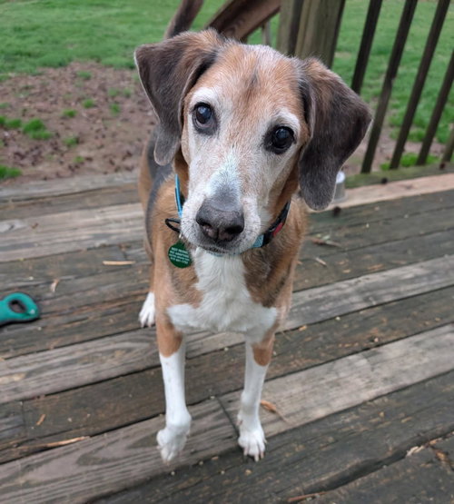picture of the dog needing adoption