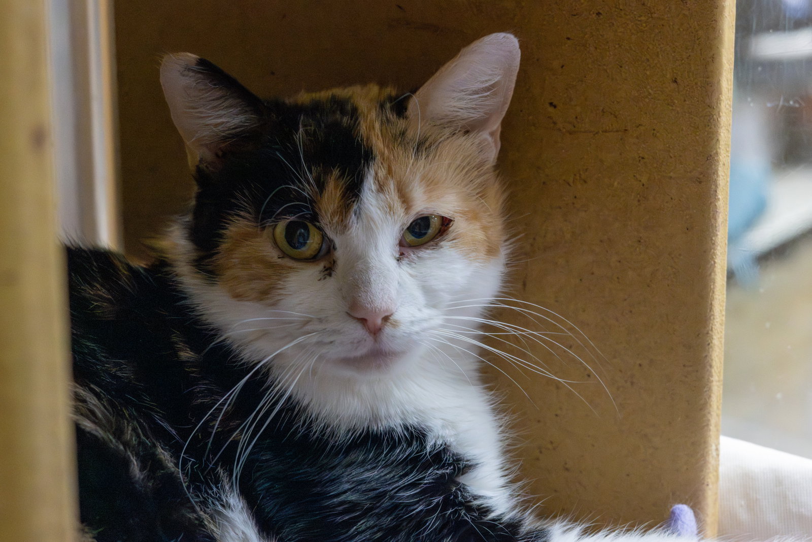 Rosie