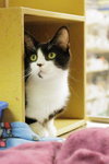 Houdini - Photo 5
