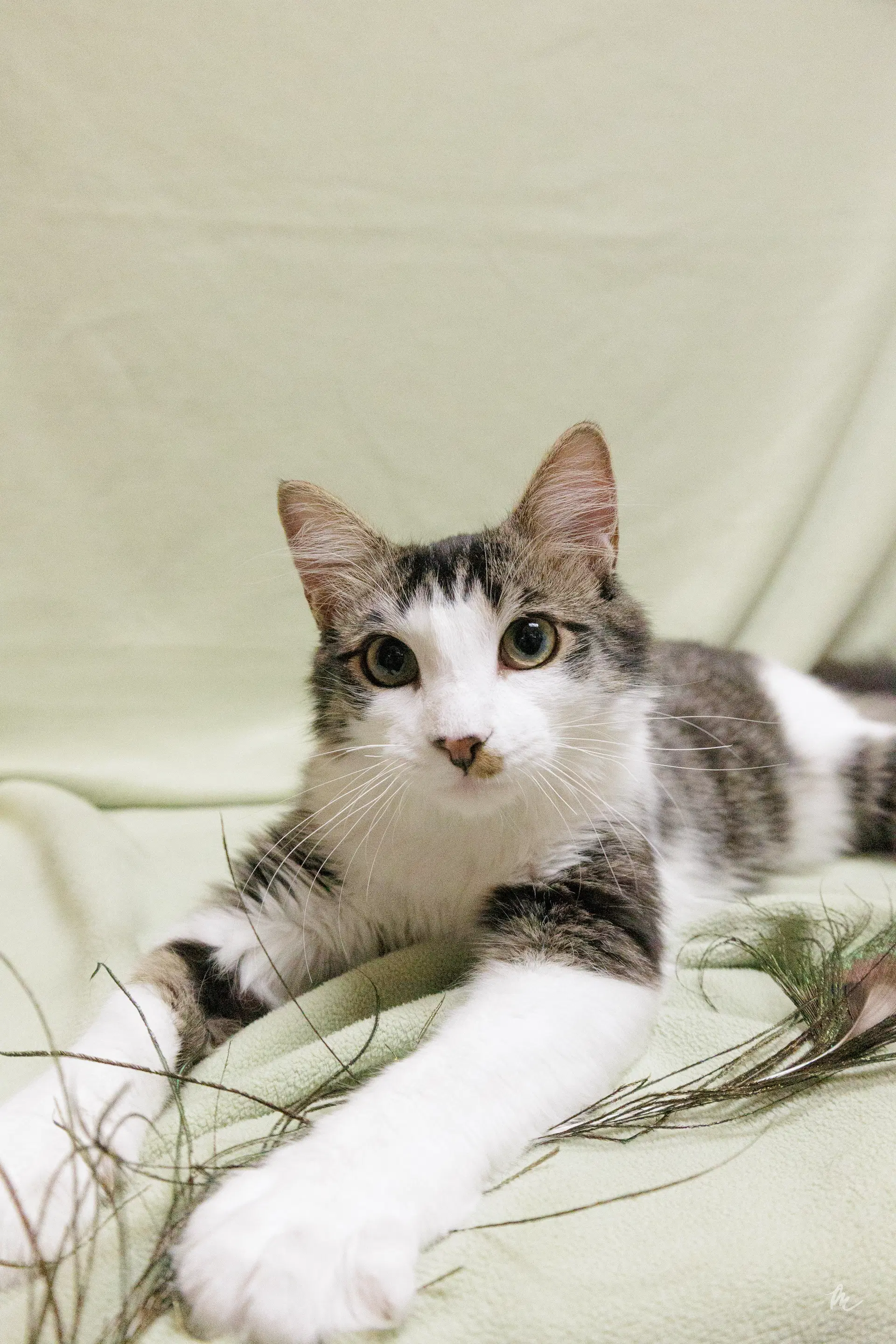 Diesel - Domestic Short Hair
