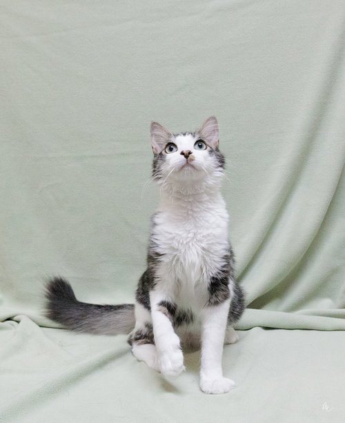 DIESEL - Domestic Short Hair available for adoption