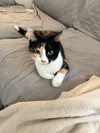 Clover - Photo 1