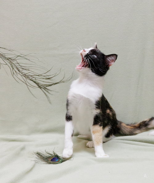 CLOVER - Domestic Short Hair available for adoption