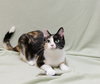 Clover - Photo 4