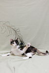 Clover - Photo 5