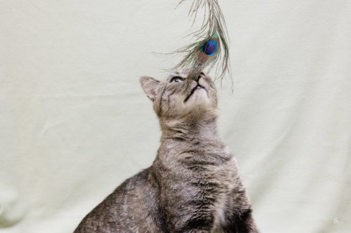 MR. POOLE - Domestic Short Hair available for adoption
