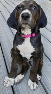 Josie