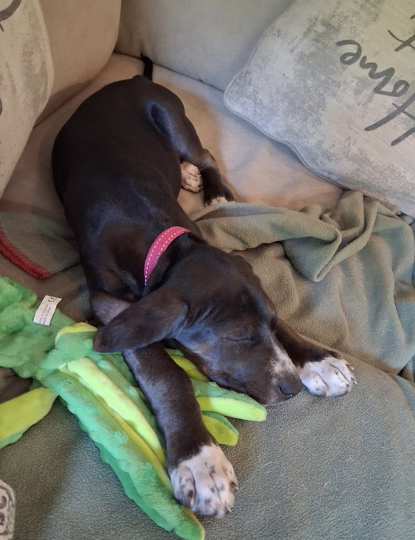 Josie