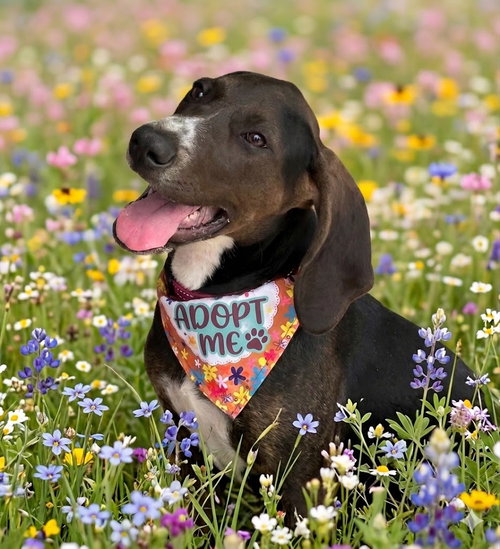 Josie, an adoptable Foxhound in Cary, NC