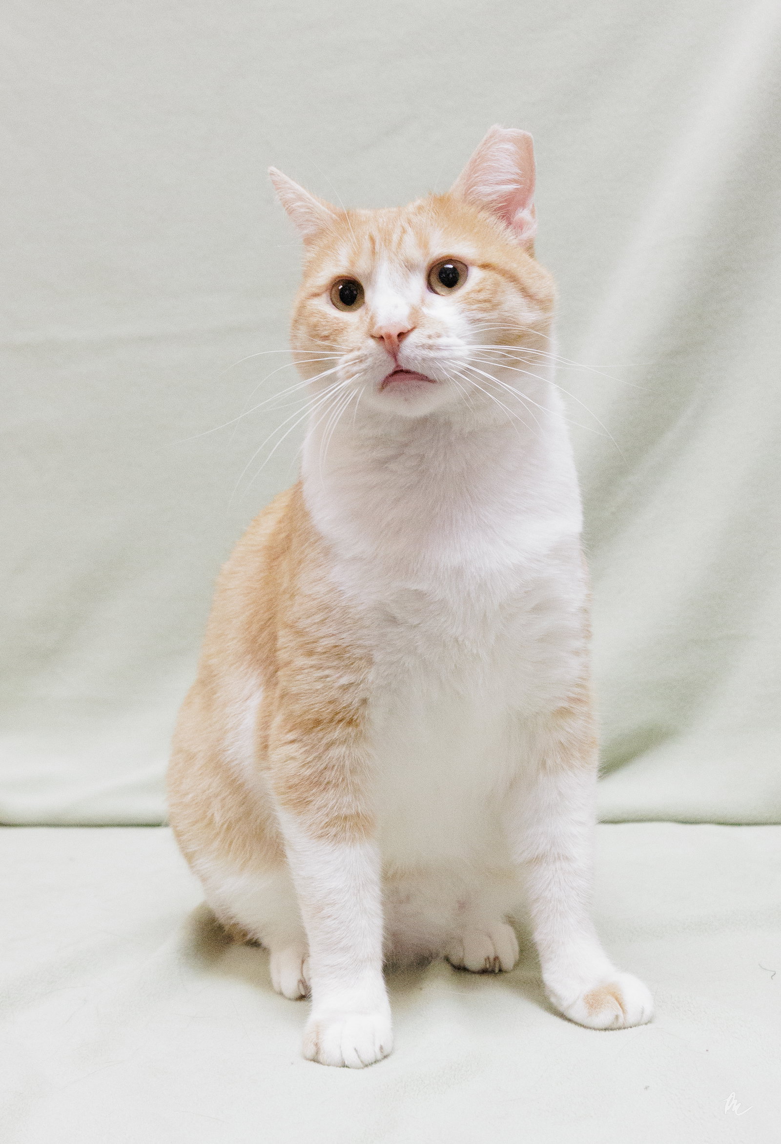 Butterscotch Image