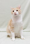 Butterscotch - Photo 1