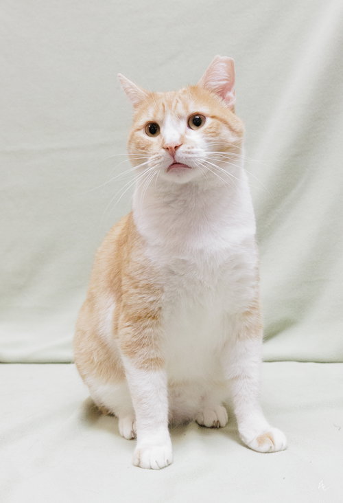 BUTTERSCOTCH - Domestic Short Hair available for adoption