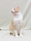 Butterscotch - Photo 2
