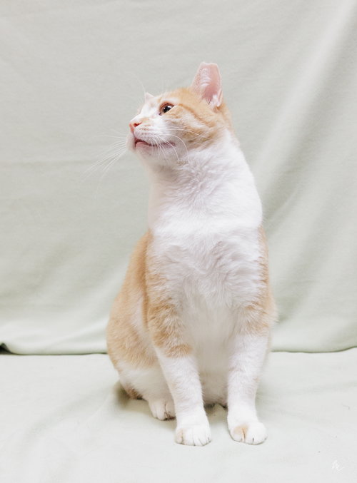 BUTTERSCOTCH - Domestic Short Hair available for adoption