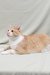 Butterscotch - Photo 3