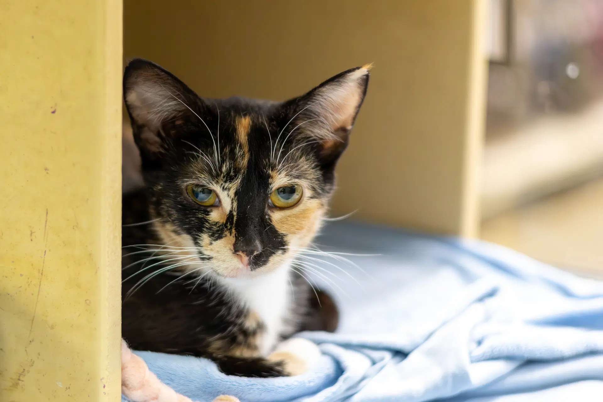 Taco - Domestic Short Hair