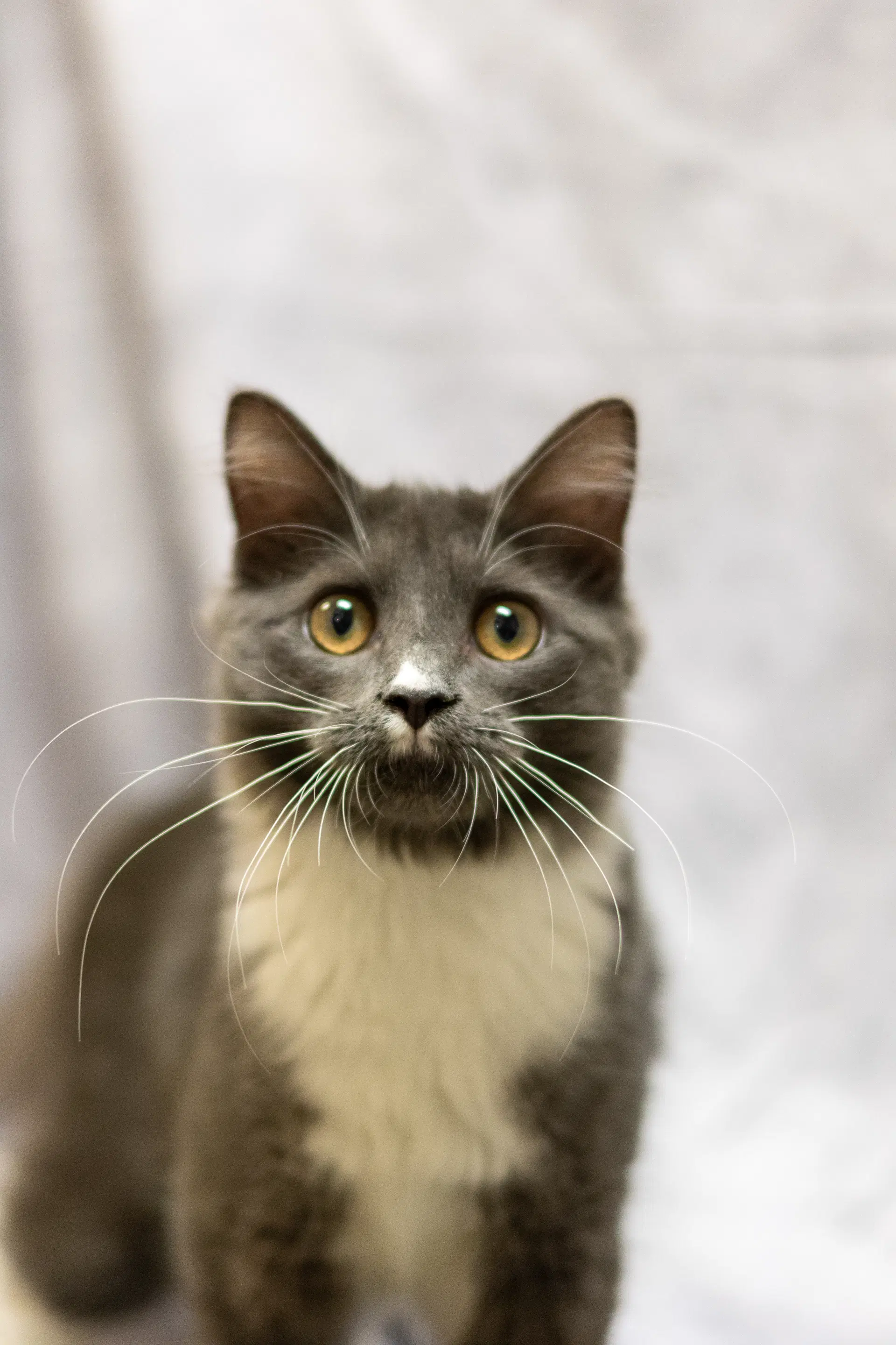 Jared - Domestic Short Hair