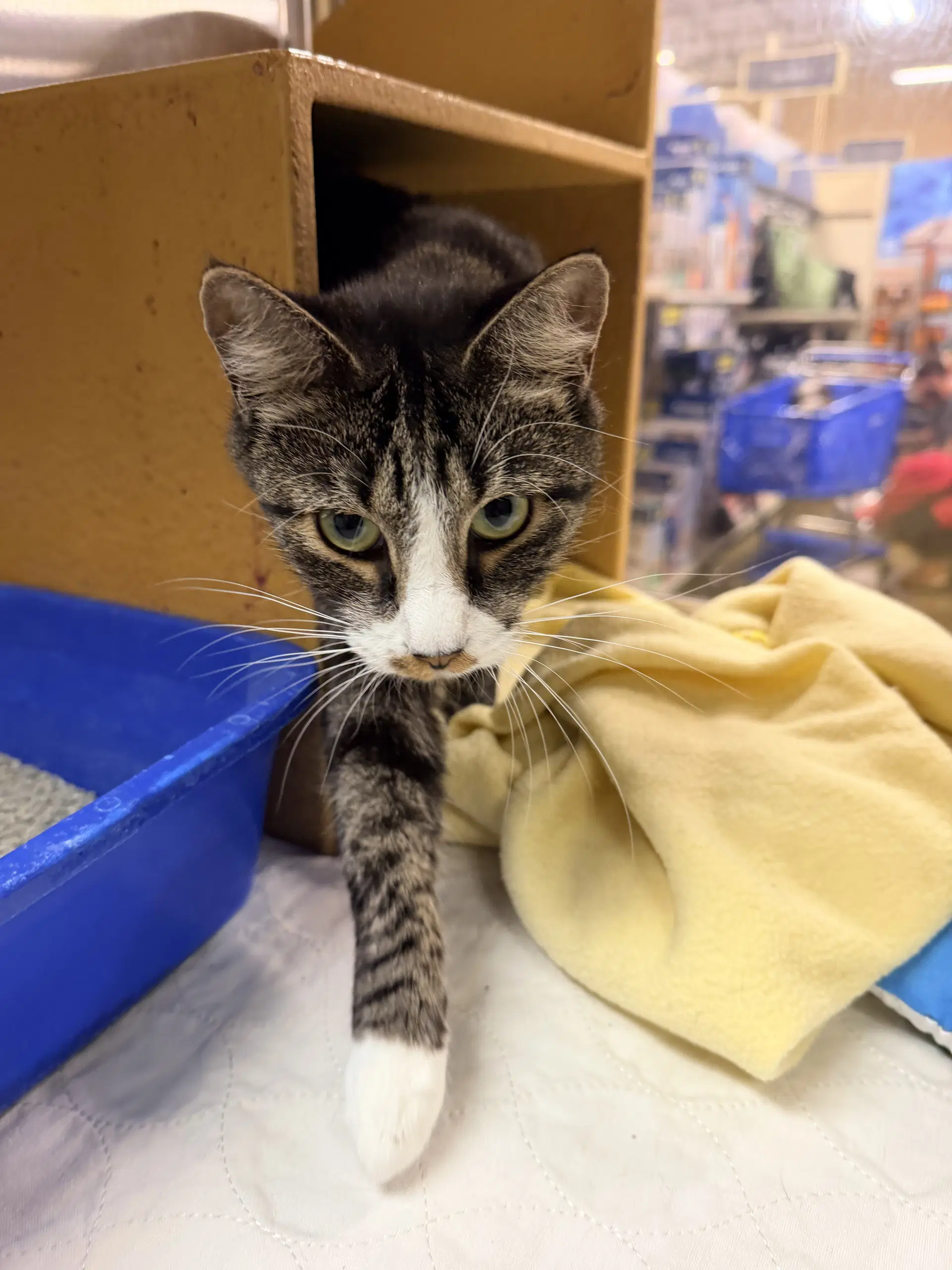 Moira - Domestic Short Hair