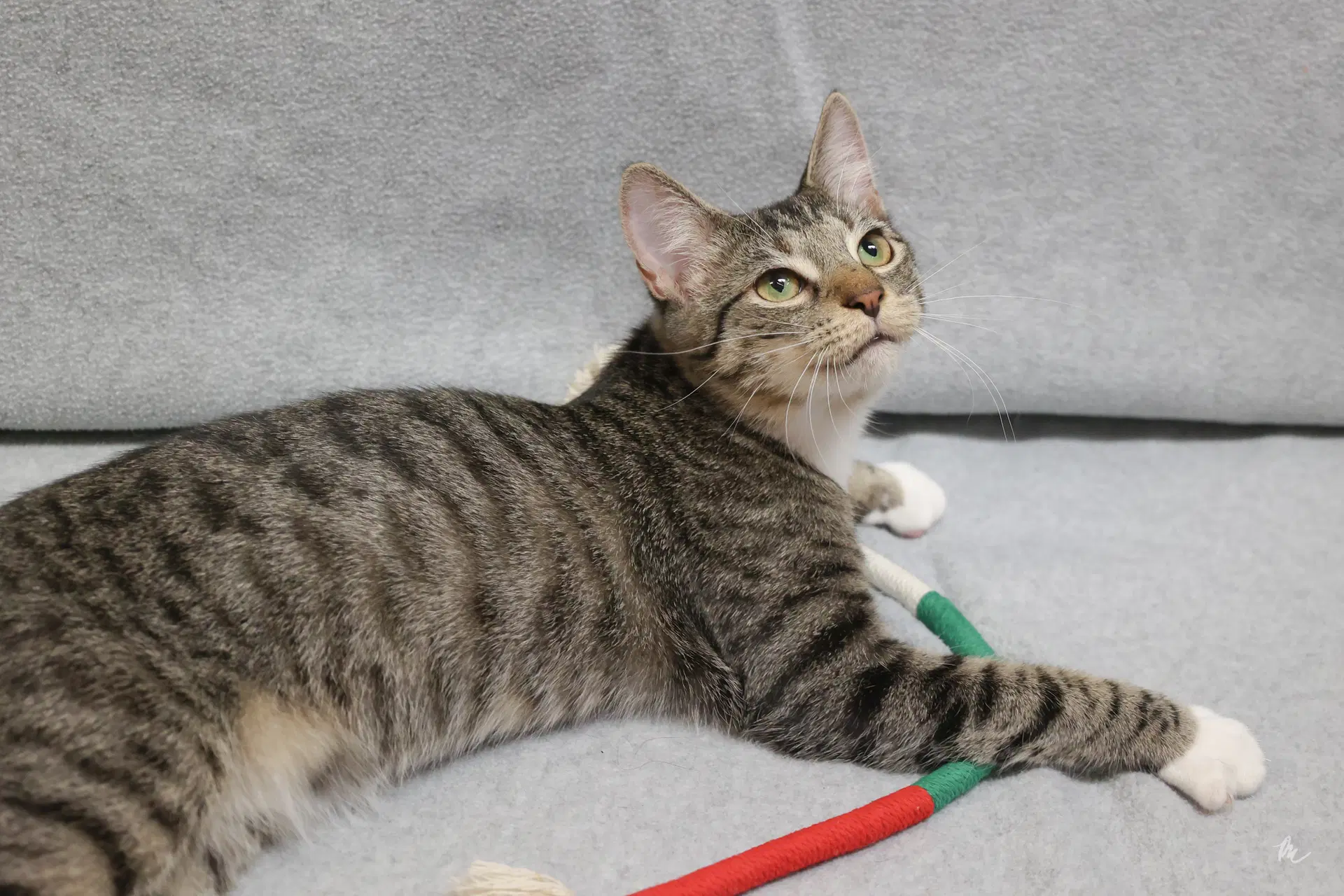 Mack - Domestic Short Hair