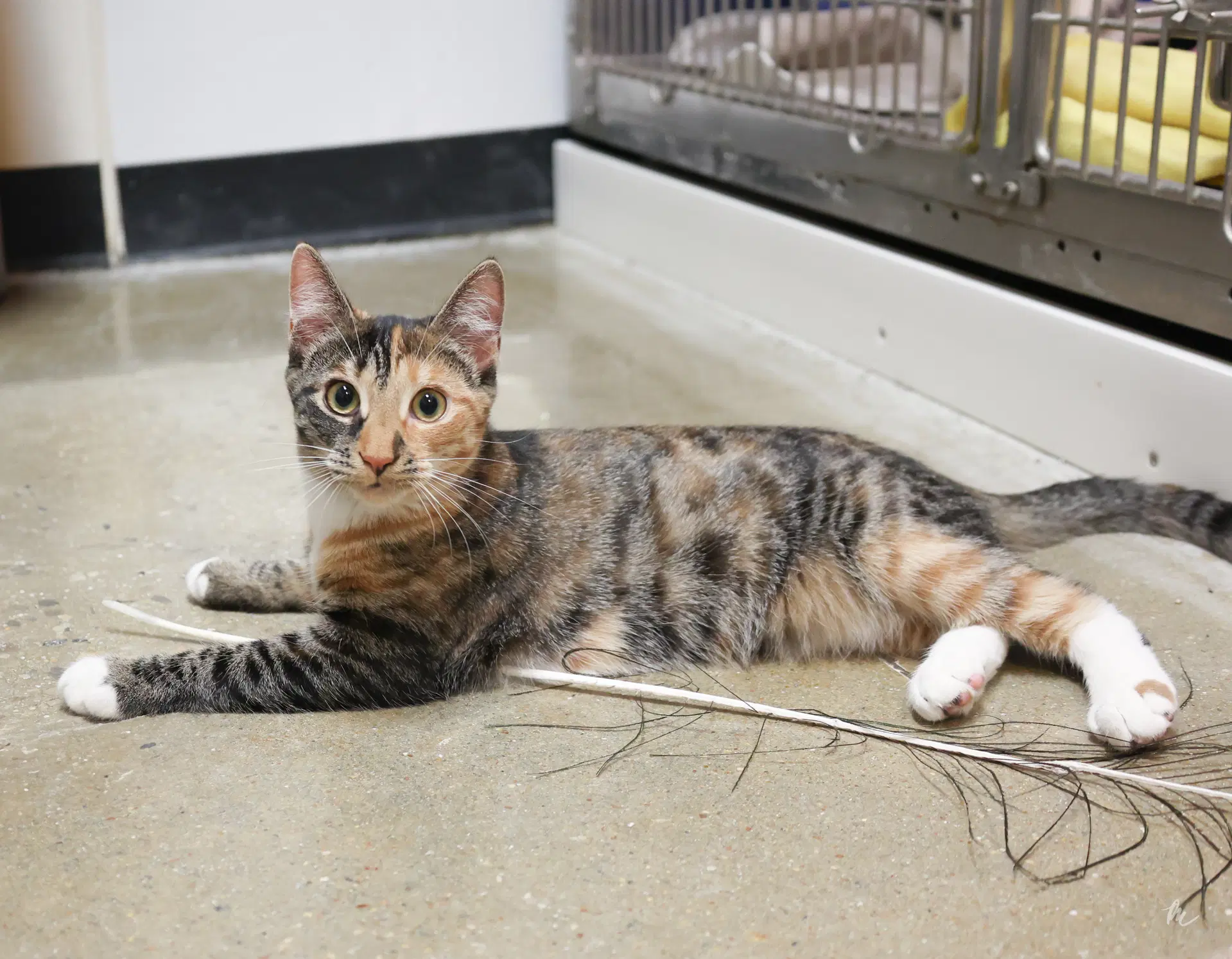 Ann Chovy - Short Hair Torbie