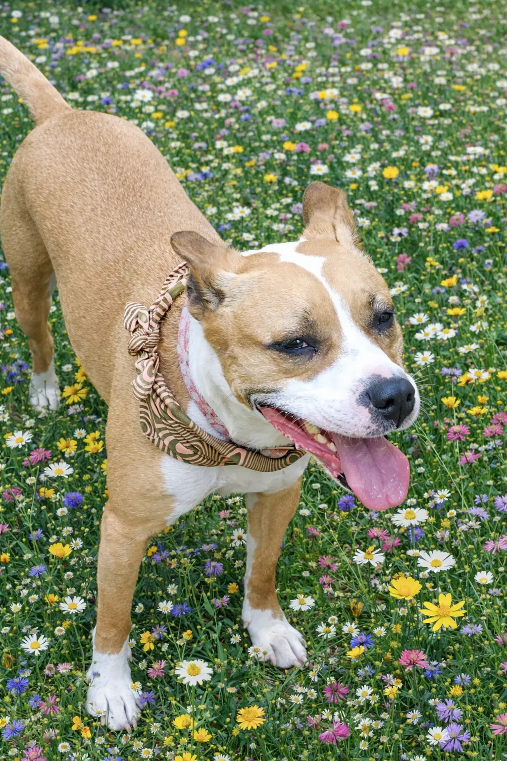 Lyla - Terrier